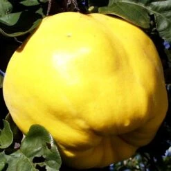 Cydonia Oblonga Pot Ø 36 Cm [pallet]