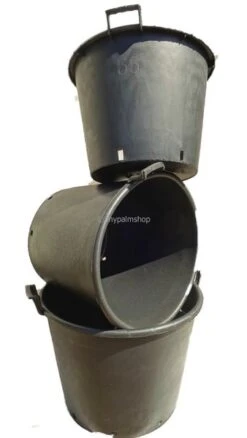 Extra Grote Palmpot - Ø 80 Cm / 160 Ltr [pallet] -Loofbomen Winkel 1796132580