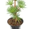 Sciadopitys Verticillata Sternschnuppe - Pot 3 Ltr