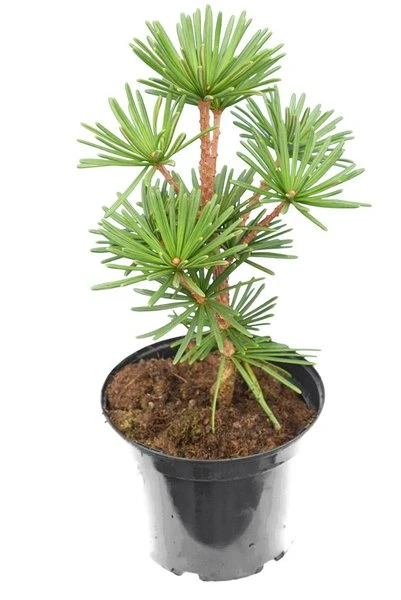 Sciadopitys Verticillata Sternschnuppe - Pot 3 Ltr 1 Sciadopitys Verticillata Sternschnuppe - Pot 3 Ltr