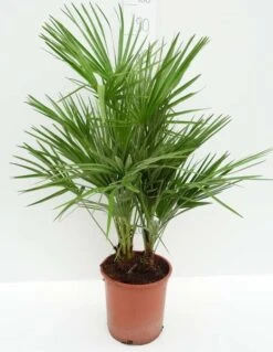 Chamaerops Humilis - Totale Hoogte 80-100 Cm - Pot Ø 21 Cm