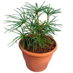 Loofbomen Winkel 25 Sciadopitys Verticilata - Totale Hoogte 30-40 Cm - Pot Ø 19 Cm