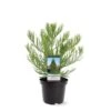 Sequoiadendron Giganteum - Pot 5 Ltr