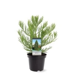 Sequoiadendron Giganteum - Pot 5 Ltr