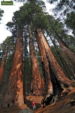 Sequoiadendron Giganteum - Pot 5 Ltr 12 Sequoiadendron Giganteum - Pot 5 Ltr -Loofbomen Winkel 1802263065