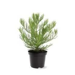 Sequoiadendron Giganteum - Pot 5 Ltr 13 Sequoiadendron Giganteum - Pot 5 Ltr -Loofbomen Winkel 1802263068