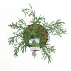 Sequoiadendron Giganteum - Pot 5 Ltr 14 Sequoiadendron Giganteum - Pot 5 Ltr -Loofbomen Winkel 1802263071