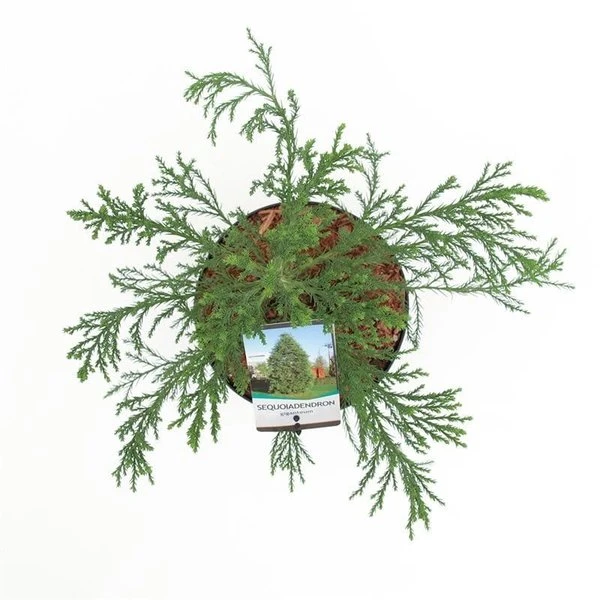 Sequoiadendron Giganteum - Pot 5 Ltr 5 Sequoiadendron Giganteum - Pot 5 Ltr - Afbeelding 5