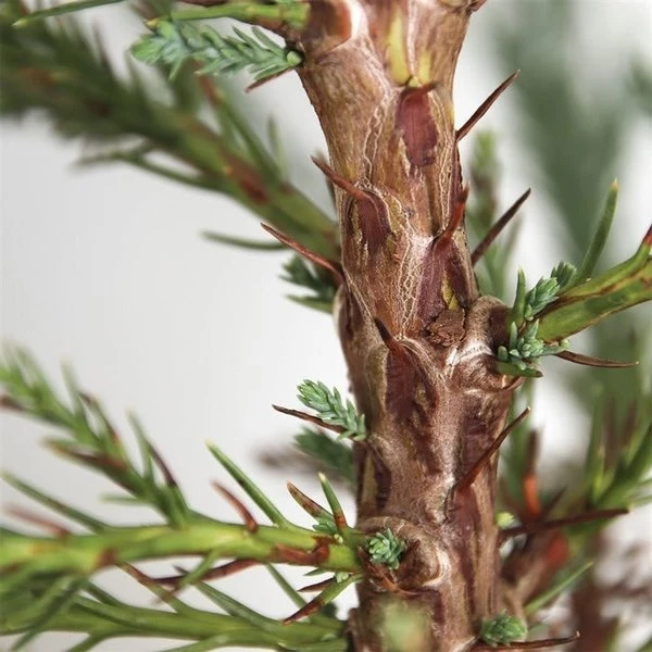 Sequoiadendron Giganteum - Pot 5 Ltr 6 Sequoiadendron Giganteum - Pot 5 Ltr - Afbeelding 6