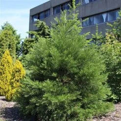 Sequoiadendron Giganteum - Pot 5 Ltr 17 Sequoiadendron Giganteum - Pot 5 Ltr -Loofbomen Winkel 1802263080