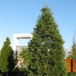 Sequoiadendron Giganteum - Pot 5 Ltr 18 Sequoiadendron Giganteum - Pot 5 Ltr -Loofbomen Winkel 1802263083