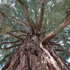 Sequoiadendron Giganteum - Pot 5 Ltr 19 Sequoiadendron Giganteum - Pot 5 Ltr -Loofbomen Winkel 1802263086