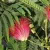 Albizia Julibrissin Rouge - Totale Hoogte 70-90 - Pot Ø 22 Cm