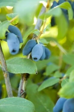 Lonicera Kamtschatica Sinoglaska - Pot 2 Ltr 5 Lonicera Kamtschatica Sinoglaska - Pot 2 Ltr -Loofbomen Winkel 1810772805