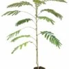 Albizia Julibrissin Ombrella Boubri - Totale Hoogte 90+ Cm - Pot Ø 22 Cm