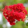 Lagerstroemia Indica Best Red - Stam 80-100 Cm - Totale Hoogte 220+ Cm - Pot Ø 32 Cm [pallet]