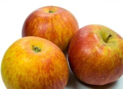 Malus Domestica Cox Orange - Totale Hoogte 160+ Cm - Pot Ø 26 Cm