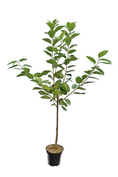 Prunus Avium Grosse Späte Schwarze Knorpelkirsche - Totale Hoogte 160+ Cm - Pot Ø 26 Cm 2 Prunus Avium Grosse Späte Schwarze Knorpelkirsche - Totale Hoogte 160+ Cm - Pot Ø 26 Cm - Afbeelding 2