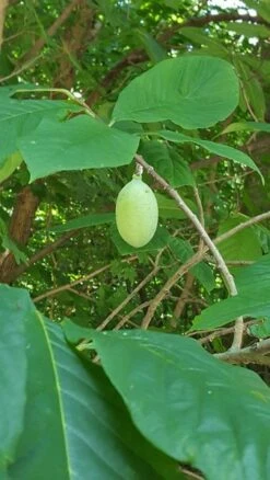 Asimina Triloba Sunflower - Totale Hoogte 80-100 Cm - 2 Ltr Pot