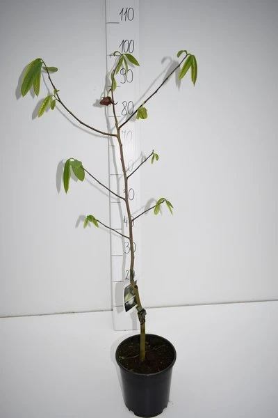 Asimina Triloba Sunflower - Totale Hoogte 80-100 Cm - 2 Ltr Pot 2 Asimina Triloba Sunflower - Totale Hoogte 80-100 Cm - 2 Ltr Pot - Afbeelding 2