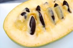 Loofbomen Winkel 37 Asimina Triloba Prima 1216 - Totale Hoogte 80+ Cm - 2 Ltr Pot