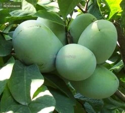 Asimina Triloba Overlese - Totale Hoogte 80+ Cm - 2 Ltr Pot