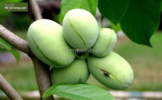 Asimina Triloba Davis - Totale Hoogte 80+ Cm - 2 Ltr Pot 2 Asimina Triloba Davis - Totale Hoogte 80+ Cm - 2 Ltr Pot - Afbeelding 2