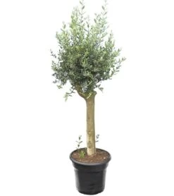Olea Europaea - Wild Form - Stam 80-100 Cm - Stamomtrek 20-30 Cm - Pot Ø 45 Cm [pallet]