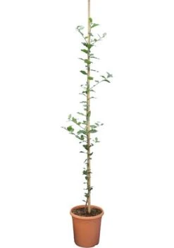 Quercus Ilex - Totale Hoogte 140+ Cm - Pot Ø 26 Cm