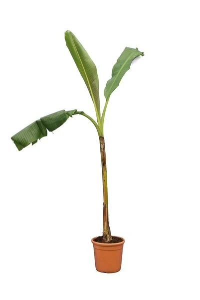 Musa Dajiao Fat Trunk Pot Ø 24 Cm 1 Musa Dajiao Fat Trunk Pot Ø 24 Cm