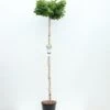 Ginkgo Biloba Op Stam - Totale Hoogte 200+ Cm - Pot 18 Ltr [pallet]
