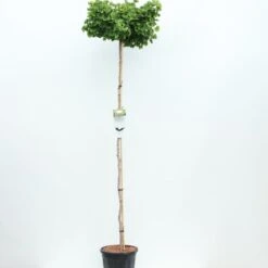 Ginkgo Biloba Op Stam - Totale Hoogte 200+ Cm - Pot 18 Ltr [pallet]