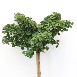 Loofbomen Winkel -Loofbomen Winkel 1895483064