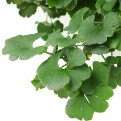 Ginkgo Biloba Op Stam - Totale Hoogte 200+ Cm - Pot 18 Ltr [pallet] -Loofbomen Winkel 1895483067