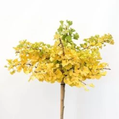 Ginkgo Biloba Op Stam - Totale Hoogte 200+ Cm - Pot 18 Ltr [pallet] -Loofbomen Winkel 1895483070