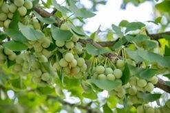 Ginkgo Biloba Sp. Menhir 3 Ltr.