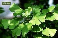 Ginkgo Biloba Sp. Menhir 3 Ltr. -Loofbomen Winkel 1895484405