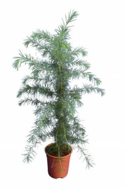Loofbomen Winkel 27 Cedrus Deodara - Totale Hoogte 90-110 Cm - Pot Ø 23 Cm