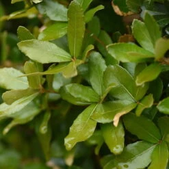 Quercus Phillyraeoides - Totale Hoogte 60-80 Cm - Pot Ø 22 Cm