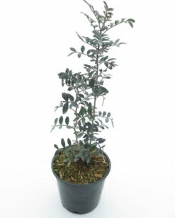 Pistacia Lentiscus - Totale Hoogte 40-60 Cm - Pot Ø 18 Cm