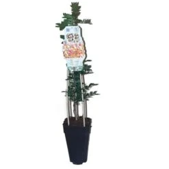 Pistacia Lentiscus - Pot 2 Ltr -Loofbomen Winkel 1912962864