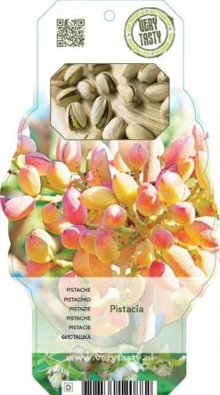 Pistacia Lentiscus - Pot 2 Ltr -Loofbomen Winkel 1912962867