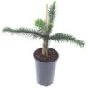 Araucaria Araucana - Totale Hoogte 35-45 Cm - Pot 3 Ltr