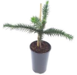 Araucaria Araucana - Totale Hoogte 35-45 Cm - Pot 3 Ltr