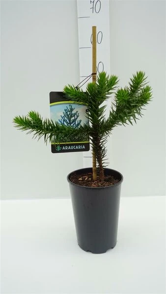 Araucaria Araucana - Totale Hoogte 35-45 Cm - Pot 3 Ltr 2 Araucaria Araucana - Totale Hoogte 35-45 Cm - Pot 3 Ltr - Afbeelding 2