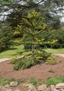 Araucaria Araucana - Totale Hoogte 35-45 Cm - Pot 3 Ltr 6 Araucaria Araucana - Totale Hoogte 35-45 Cm - Pot 3 Ltr -Loofbomen Winkel 1919269722