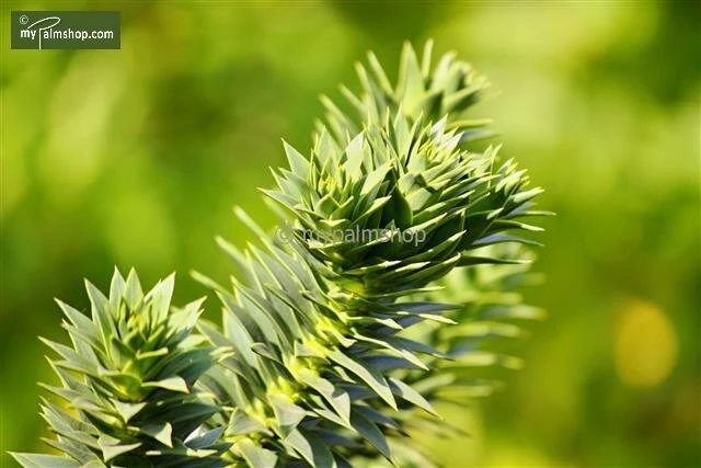 Araucaria Araucana - Totale Hoogte 35-45 Cm - Pot 3 Ltr 4 Araucaria Araucana - Totale Hoogte 35-45 Cm - Pot 3 Ltr - Afbeelding 4