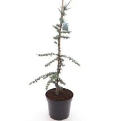 Cedrus Libani Glauca - Totale Hoogte 100-120 Cm - Pot Ø 28 Cm