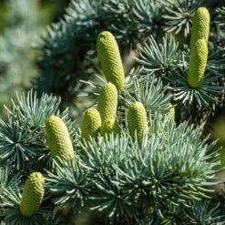 Cedrus Libani Glauca - Totale Hoogte 100-120 Cm - Pot Ø 28 Cm -Loofbomen Winkel 1924169439