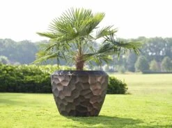 Cascara - Brons - D58H50 Cm [pallet] -Loofbomen Winkel 1936762932